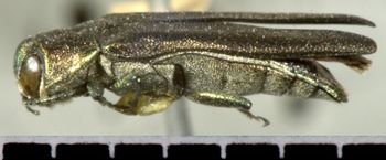Media type: image;   Entomology 33817 Aspect: habitus lateral view